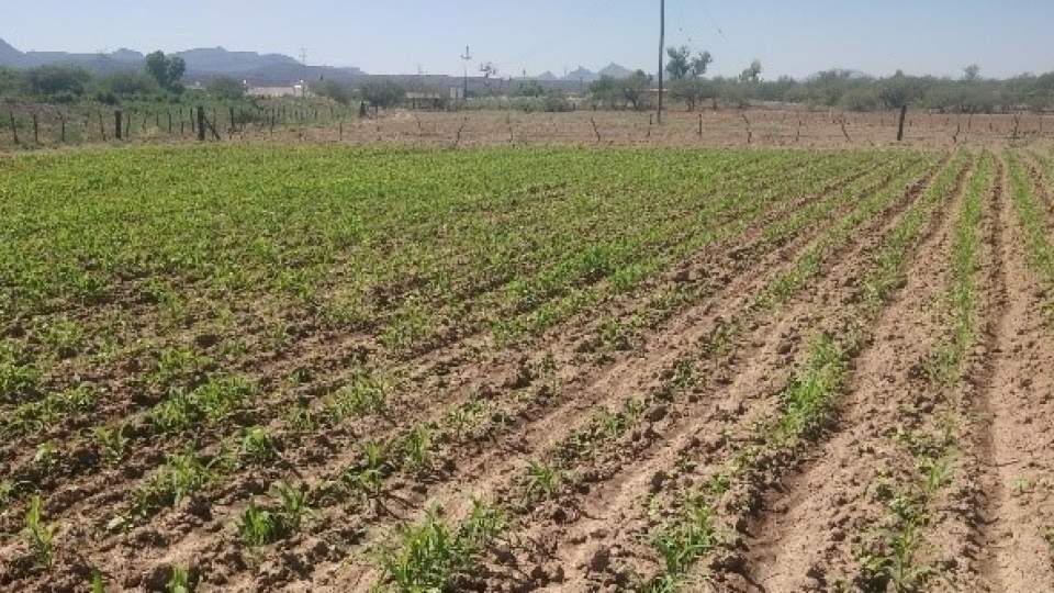 Promueve el Gobierno de Sonora la creación de huertos familiares 